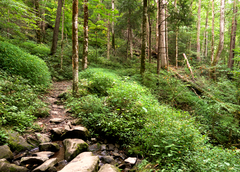 Porter's Creek falls hiking trail