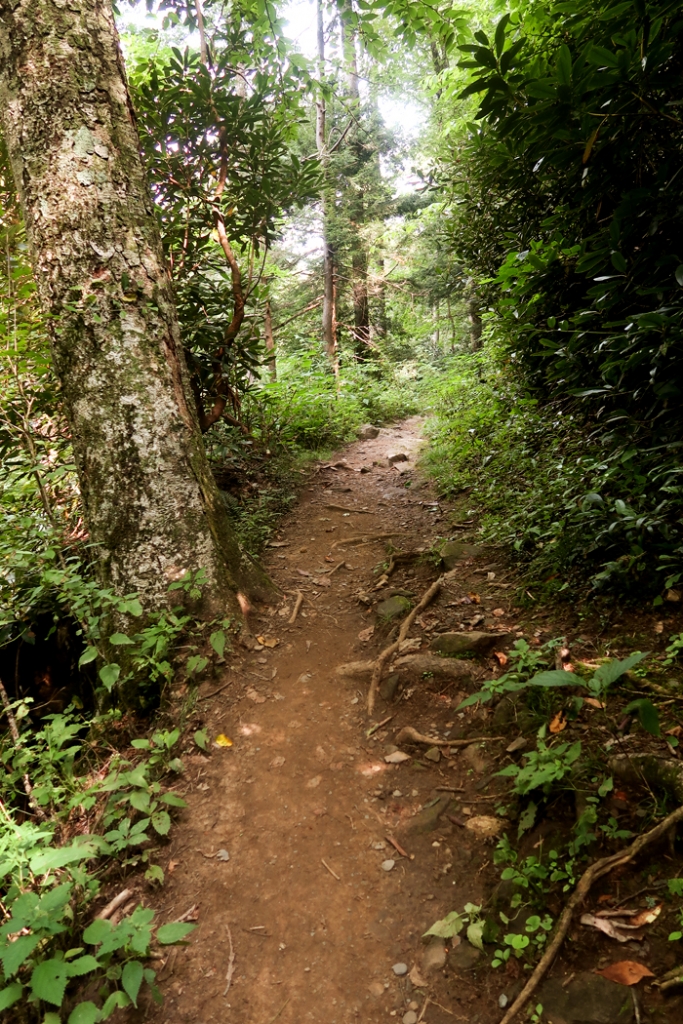 Porter's Creek falls hiking trail