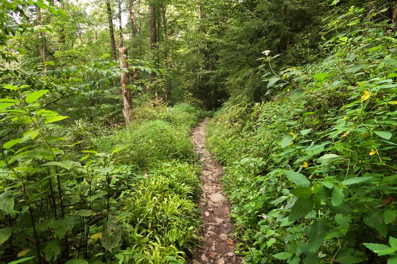 Porter's Creek falls hiking trail