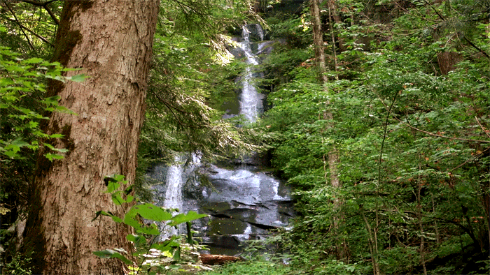 Porter's Creek falls hiking trail