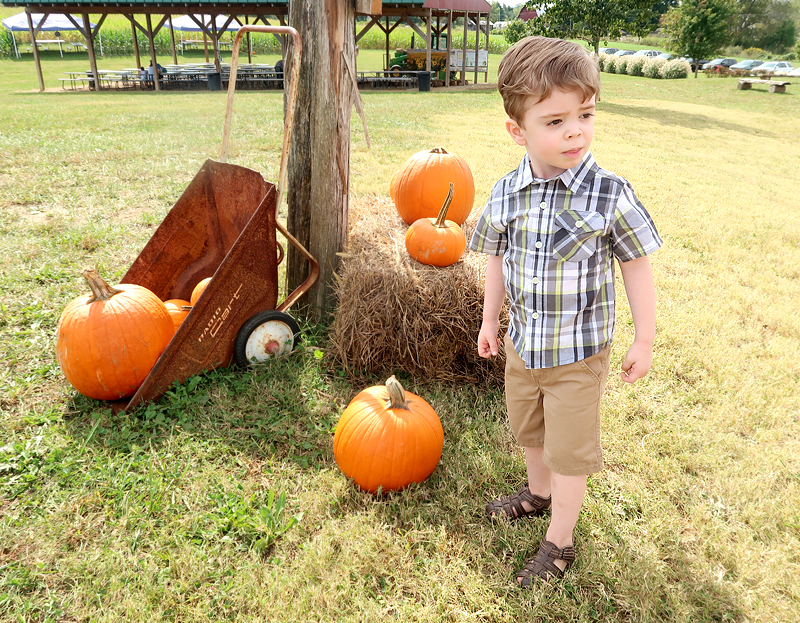 Oakes Farm Fall Attraction, Hay Ride, and Corn Maze in Corryton Tennessee