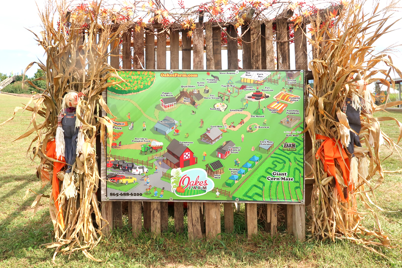 Oakes Farm Fall Attraction, Hay Ride, and Corn Maze in Corryton Tennessee