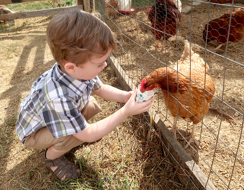 Oakes Farm Fall Attraction, Hay Ride, and Corn Maze in Corryton Tennessee