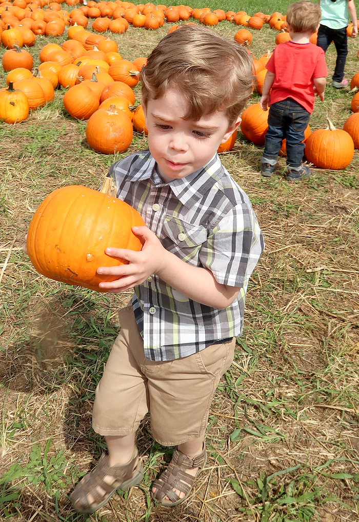 Oakes Farm Fall Attraction, Hay Ride, and Corn Maze in Corryton Tennessee