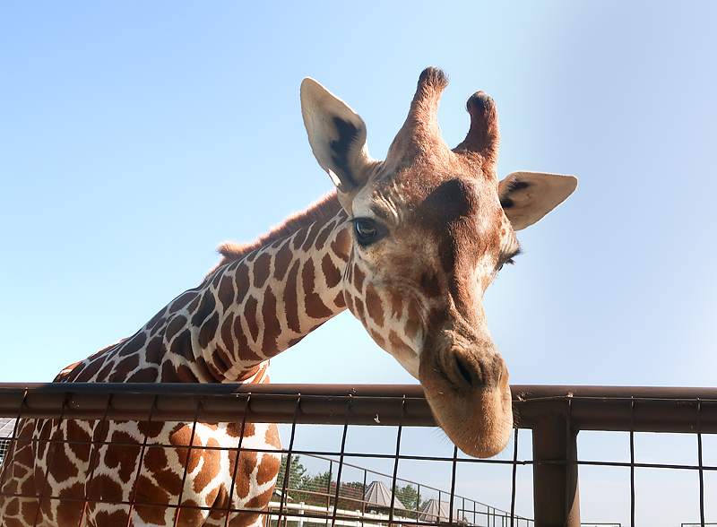 Brights Zoo review in Limestone, TN, just outside of Jonesborough