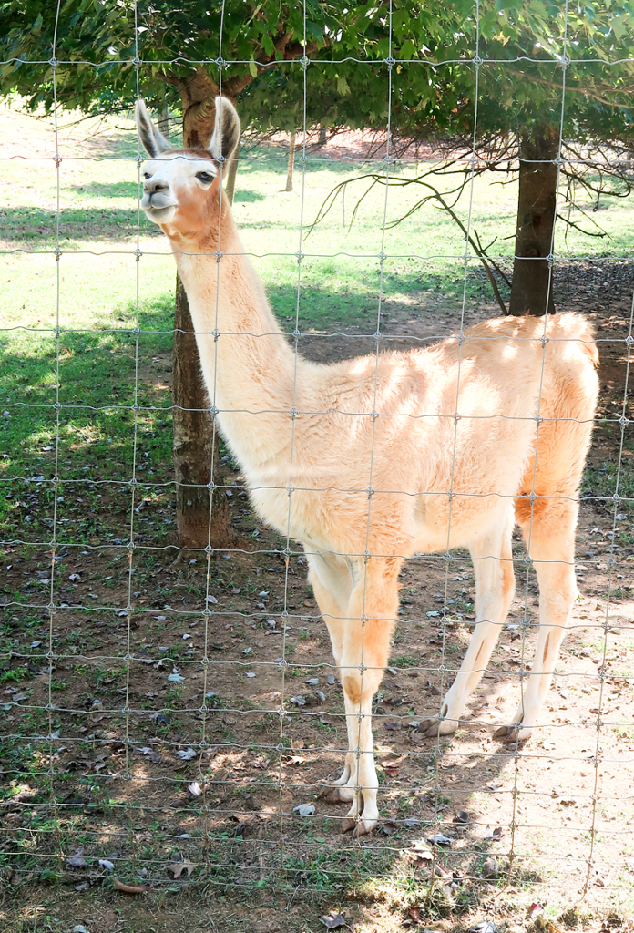 Brights Zoo review in Limestone, TN, just outside of Jonesborough