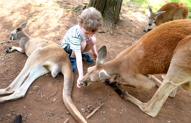 Kentucky Down Under Review