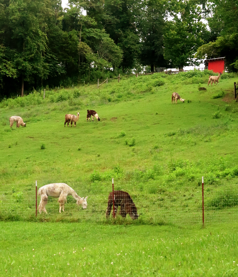 Our stay at the most friendly campground we have ever stayed in - Lazy Llama Campground in Greeneville Tennessee