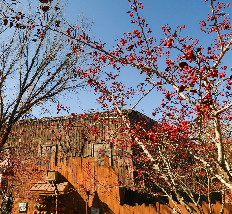 Tips for Visiting Dollywood During Christmas