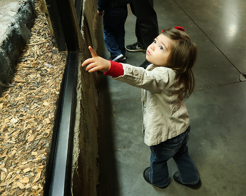 Our visit to Rainforest Adventures Zoo in Pigeon Forge!