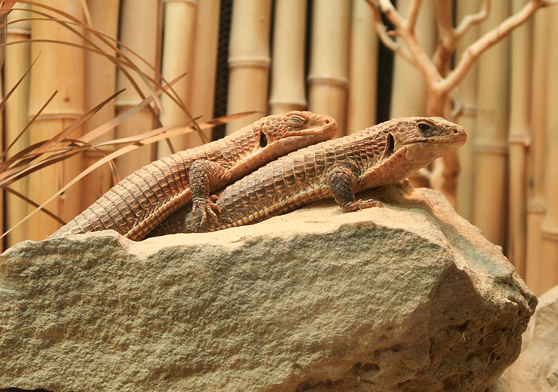 Our visit to Rainforest Adventures Zoo in Pigeon Forge!