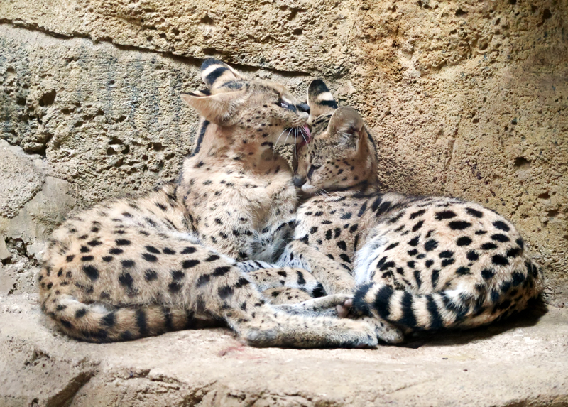 Our visit to Rainforest Adventures Zoo in Pigeon Forge!