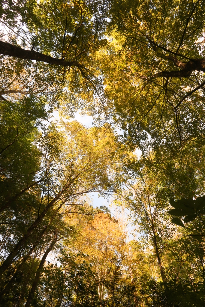 Twin Arches Loop Trail Hike in Big South Fork