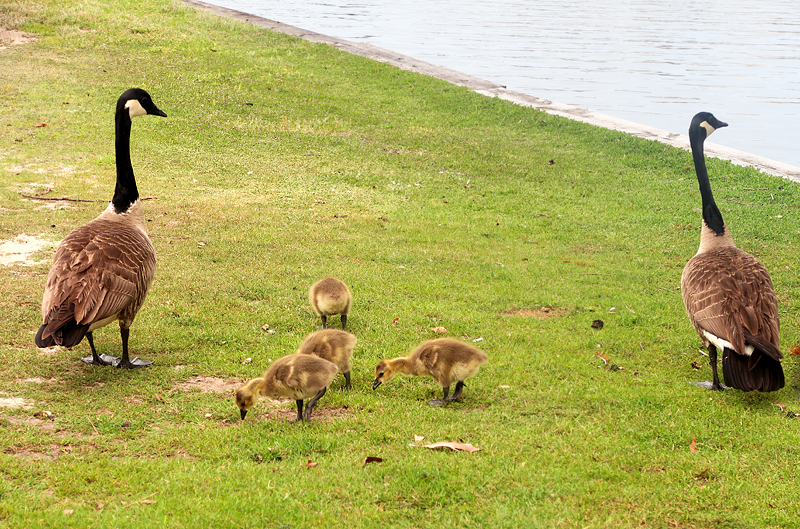 Ocean Lakes Family Campground Review in Myrtle Beach