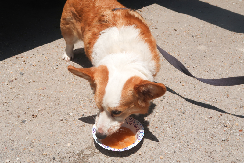 Where to eat in Myrtle Beach at Murrell's Inlet - Dog Dayz Snoballs