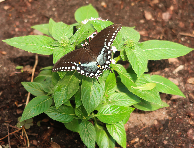 Brookgreen Gardens in Myrtle Beach - we spent a beautiful day here!