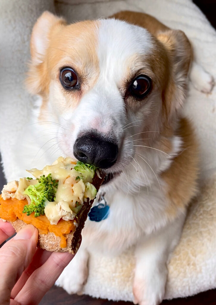 A corgi takes a bit out of a slice of chicken pizza for dogs.